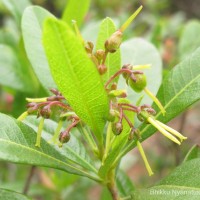 Dodonaea viscosa Jacq.